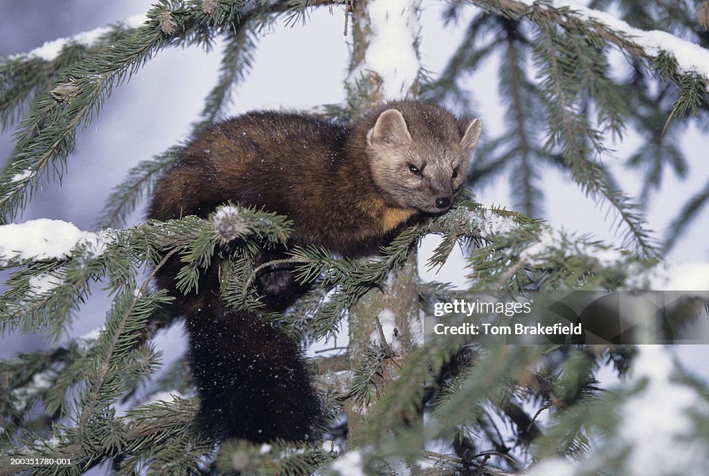 American pine marten (Martes americana), in tree with snow background, USA