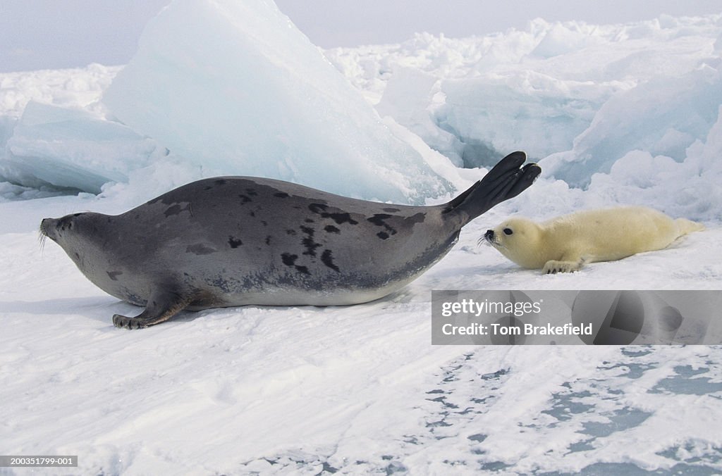 Harp seal (Phoca groenlandica) mother with whitecoat, Canada