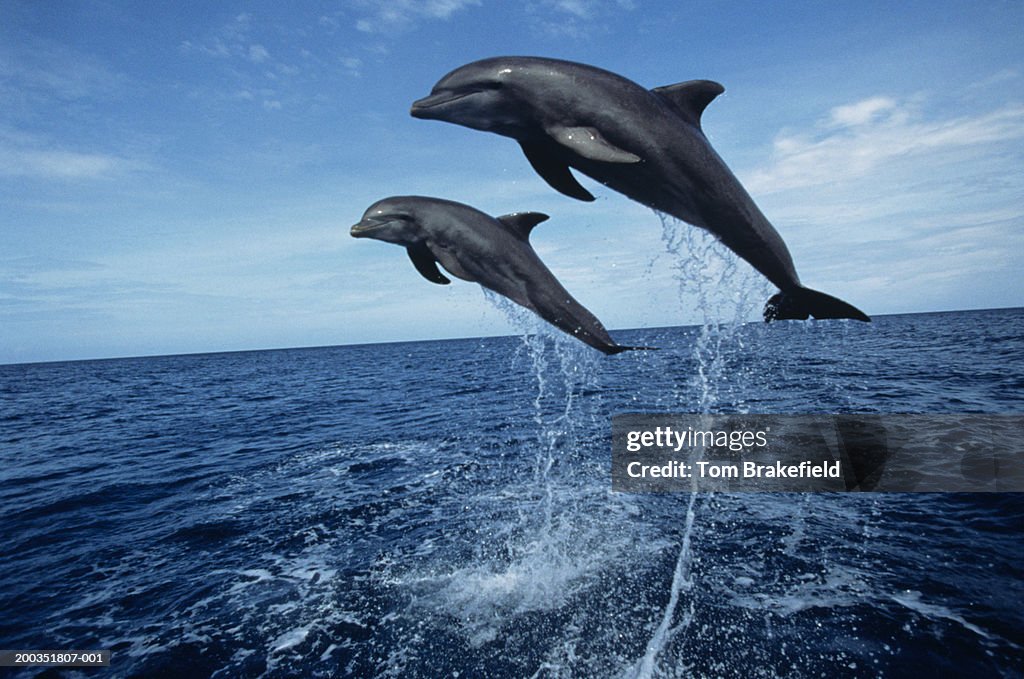 Bottlenose dolphins (Tursiops truncatus) jumping