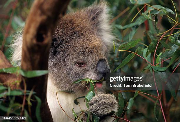 koala (phascolarctos cinereus) eating, (close-up) - koala eating stock-fotos und bilder