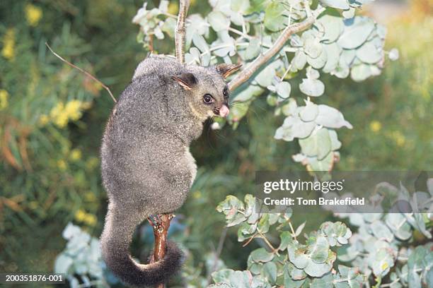 common brushtail possum (trichosurus vulpecula) in tree, australia - fuchskusu stock-fotos und bilder