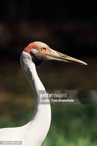 brolga, australian crane (grus rubicundus), head and neck close-up, australia - grus rubicunda stock pictures, royalty-free photos & images