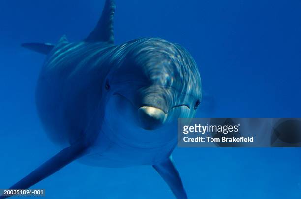 bottlenose dolphin (tursiops truncatus) underwater - tursiope foto e immagini stock