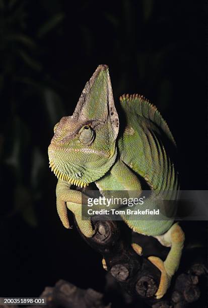veiled chameleon (chameleo calyptratus), vertical view - yemen chameleon stock pictures, royalty-free photos & images