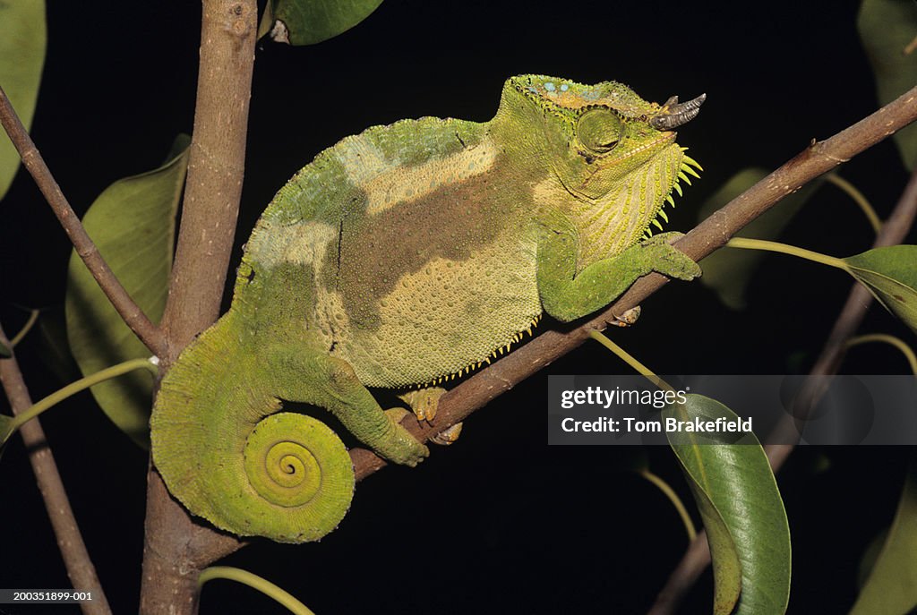 Four-horned chameleon (Chameleo quadricornis)