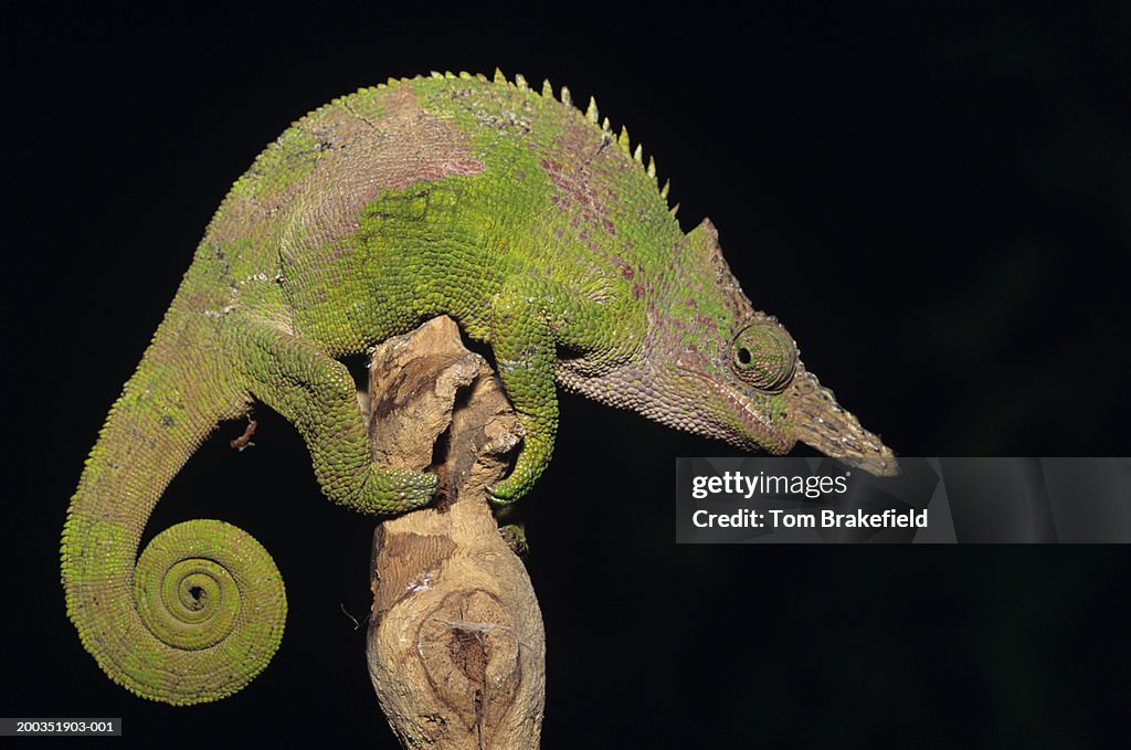 Fischer's chameleon (Chamaeleo fischeri), close-up
