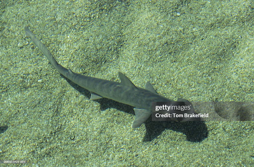 Bonnethead shark (Sphyrna tiburo) underwater, Bahamas, West Indies