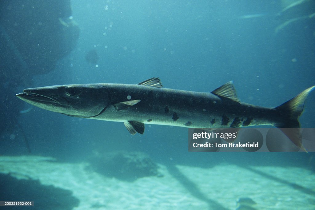 Barakuda Rantis Great Barracuda Finding Nemo