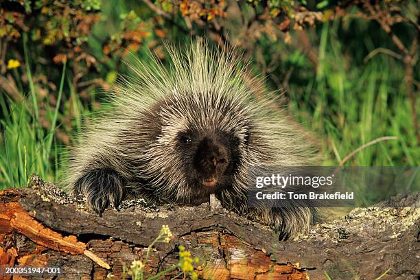 north american porcupine (erethizon dorsatum), montana, usa - puercoespín fotografías e imágenes de stock