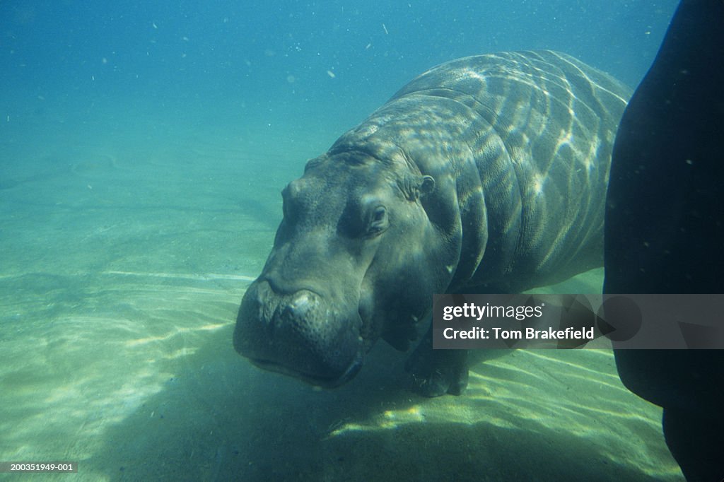 Hippopotamus (Hippopotamus amphibus), underwater