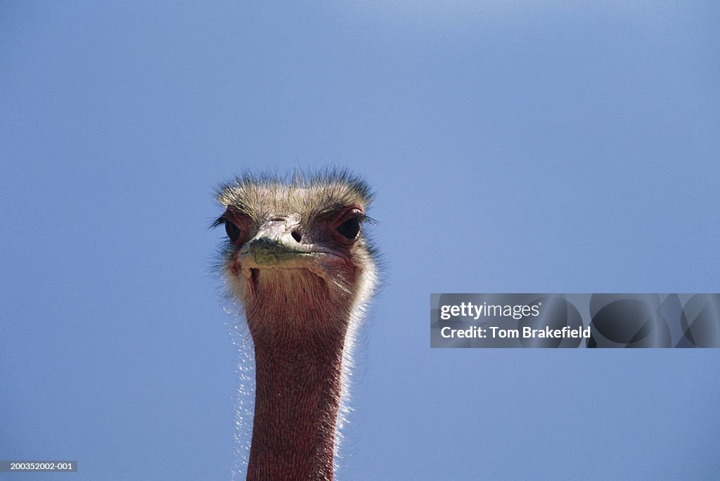 North African ostrich (Struthio camelus camelus), headshot