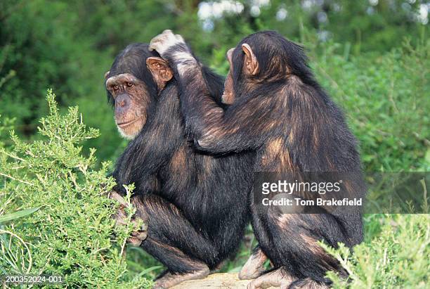 chimpanzees (pan troglodytes) grooming - grooming foto e immagini stock