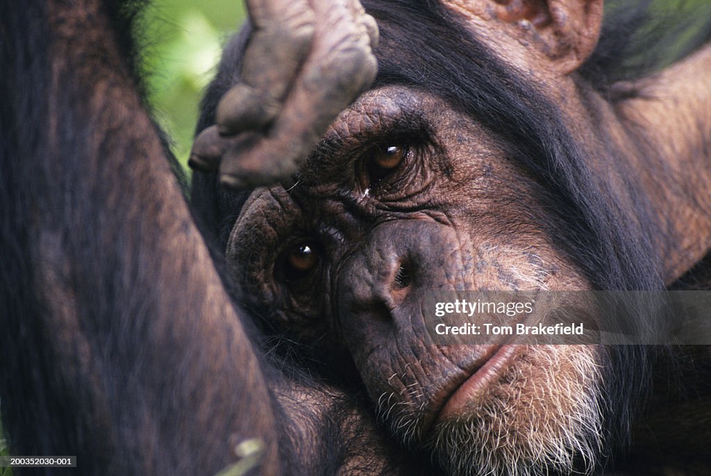 Chimpanzee (Pan troglodytes) sitting in grass, (Close-up)