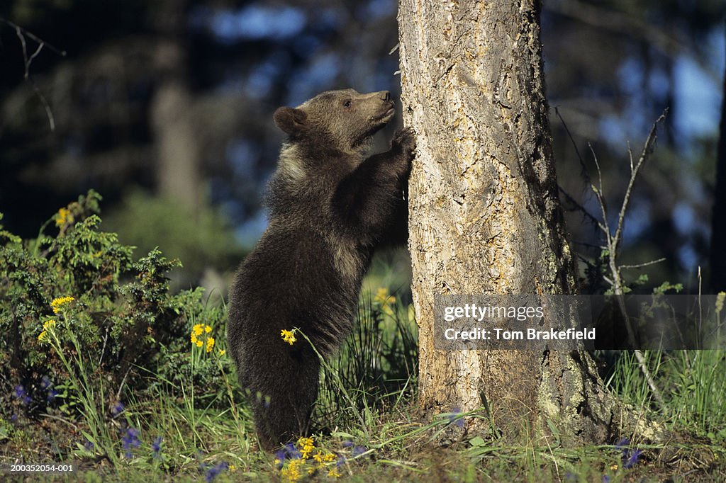 Grizzly bear (Ursus arctos) cub against tree, Montana, USA