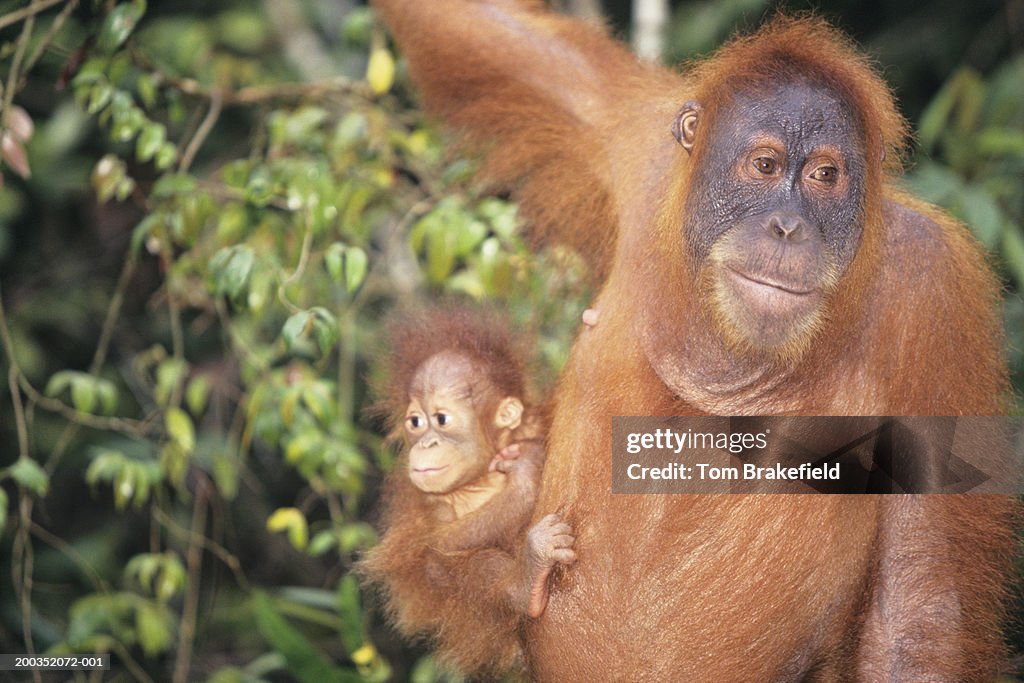 Sumatran orangutan (Pongo abelii) mother with infant, (Close-up)