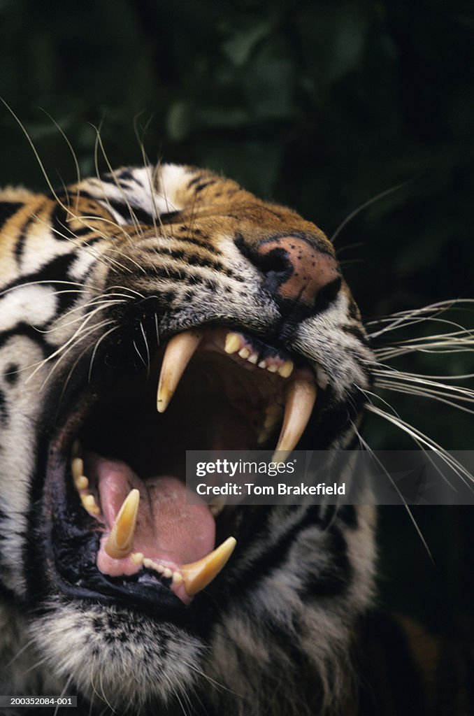 Bengal tiger (Panthera tigris tigris) snarling, headshot