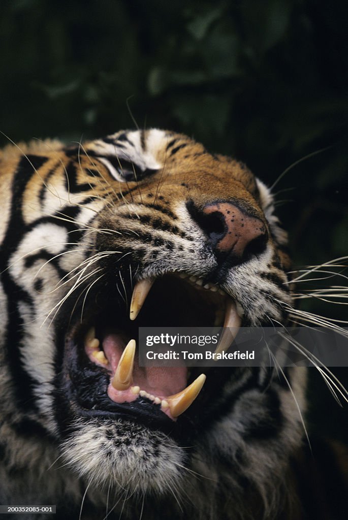 Bengal tiger (Panthera tigris tigris) snarling, headshot