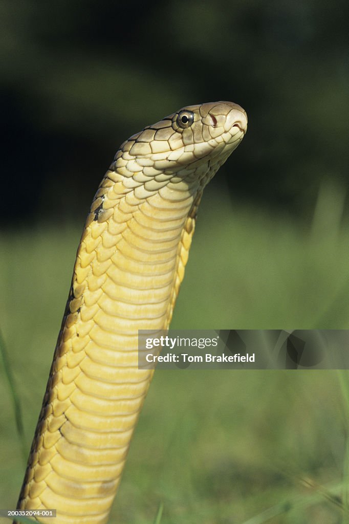 King cobra (Ophiophagus hannah)