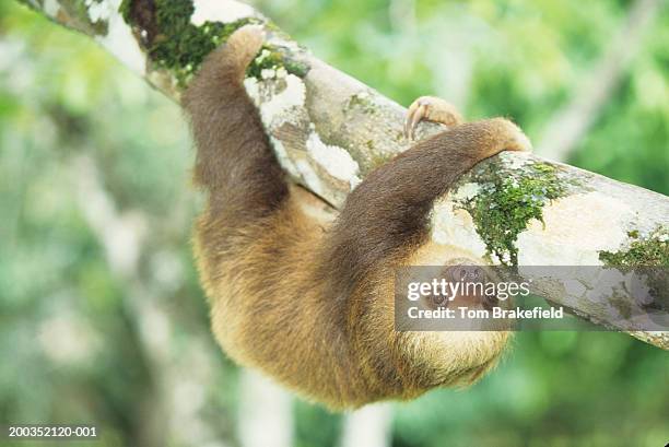 hoffman's two-toed sloth (choloepus hoffmani) - hoffmans two toed sloth stock pictures, royalty-free photos & images