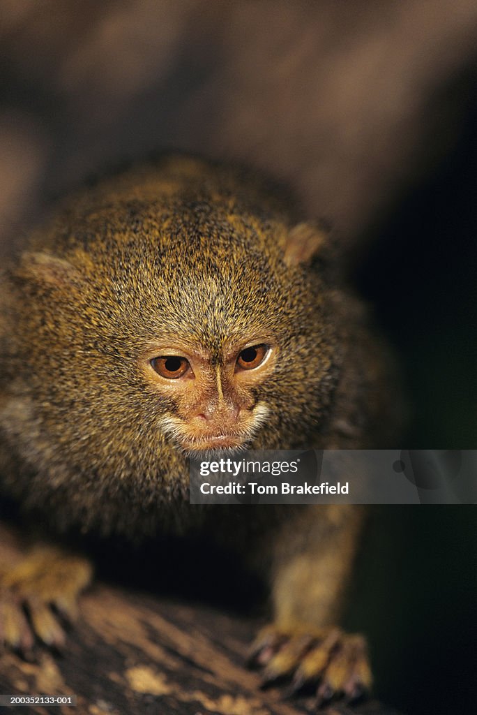 Pygmy marmoset (Callithrix pygmaea), Central or South America