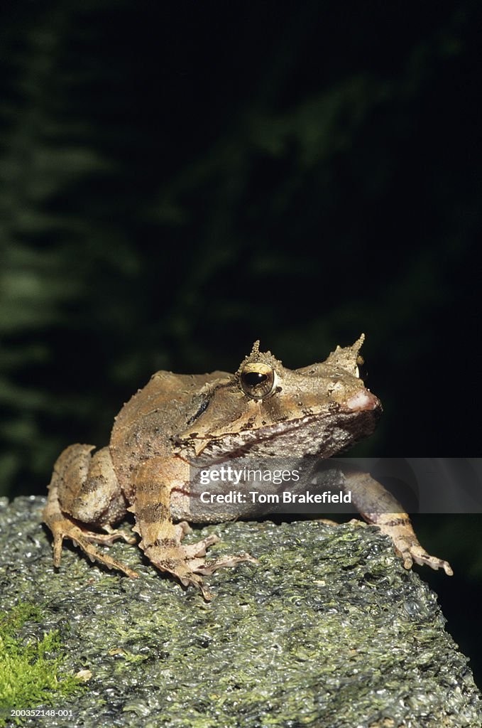 Solomon Island eyelash frog (Ceratobatrachus guentheri)