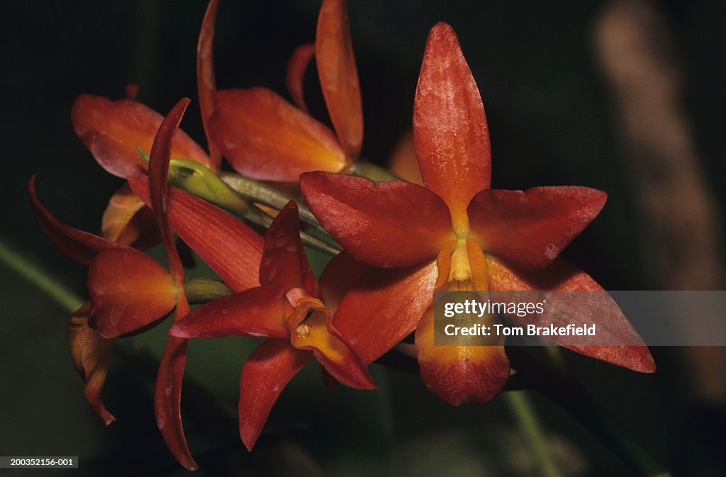 Orchid, close-up