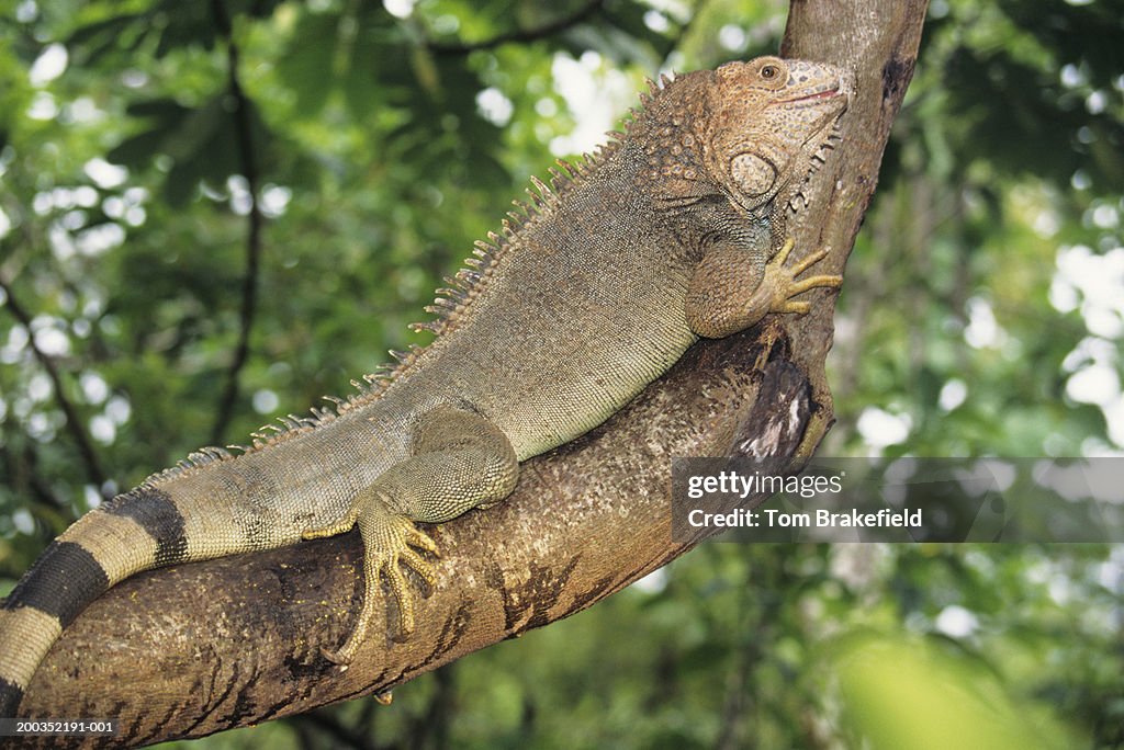Green iguana (Iguana iguana), Costa Rica