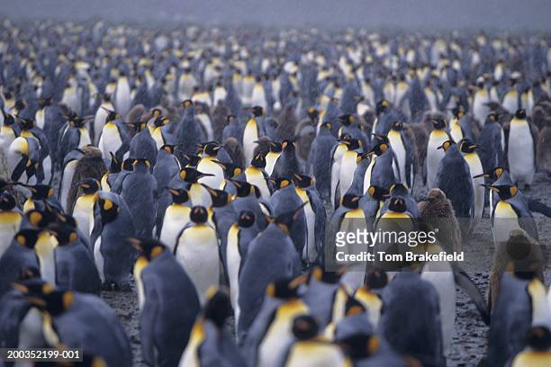 colony of king penguins (aptenodytes patagonicus), snowing - vogelschwarm stock-fotos und bilder