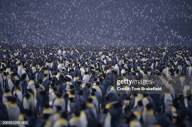 colony of king penguins (aptenodytes patagonicus) - penguin flock stock pictures, royalty-free photos & images