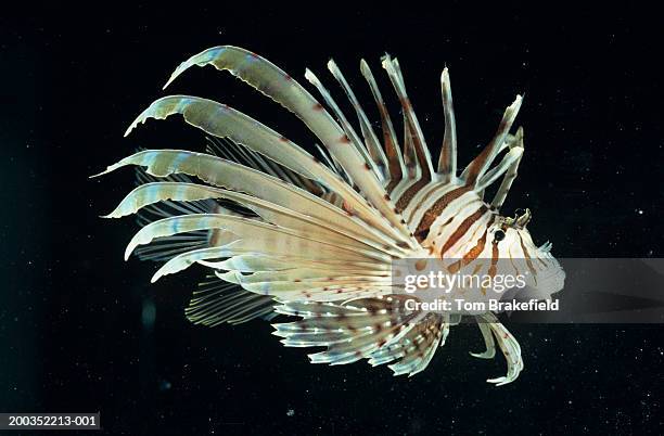 red volitan lionfish (pterois volitans), indo-pacific - lion fish stock-fotos und bilder