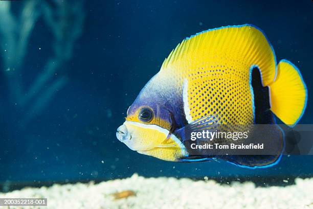 majestic or blue girdled angelfish (euxiphipops navarachus, tropical reef fish, pacific - euxiphipops navarchus fotografías e imágenes de stock