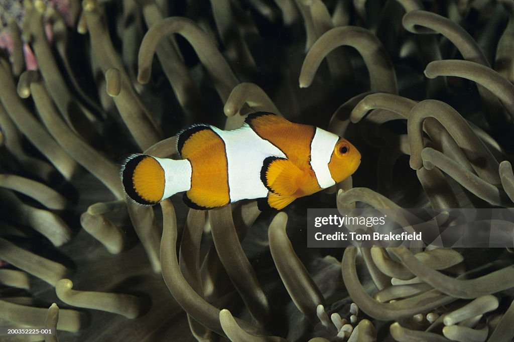 Common clownfish (Amphiprion ocellaris) in anemone, tropical reef fish, Indo-Pacific