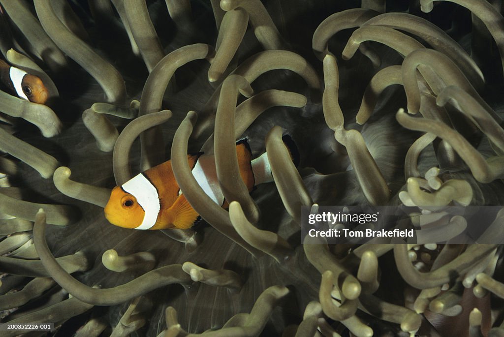 Percula or common clownfish (Amphiprion ocellaris) in anemone, tropical reef fish, Indo-Pacific