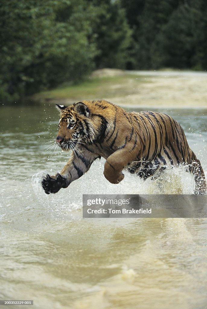 Bengal tiger (Panthera tigris tigris) charging through water