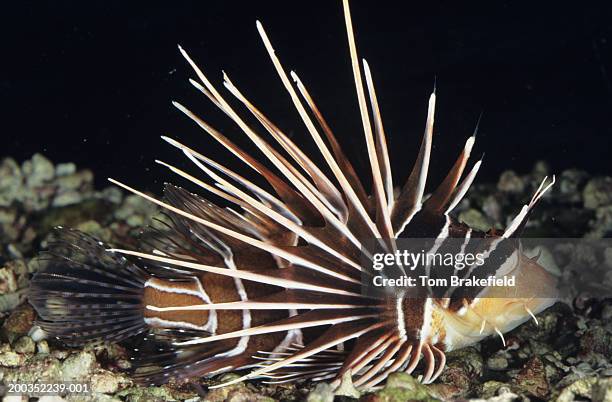 radiata lionfish (pterois radiata), tropical reef fish, indo-pacific, red sea - pterois radiata stock pictures, royalty-free photos & images