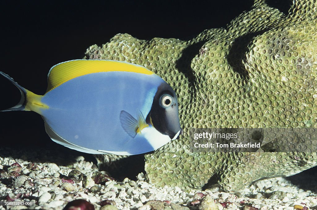 Powder blue surgeon (Acanthurus leucosternon), tropical reef fish, Indo-Pacific