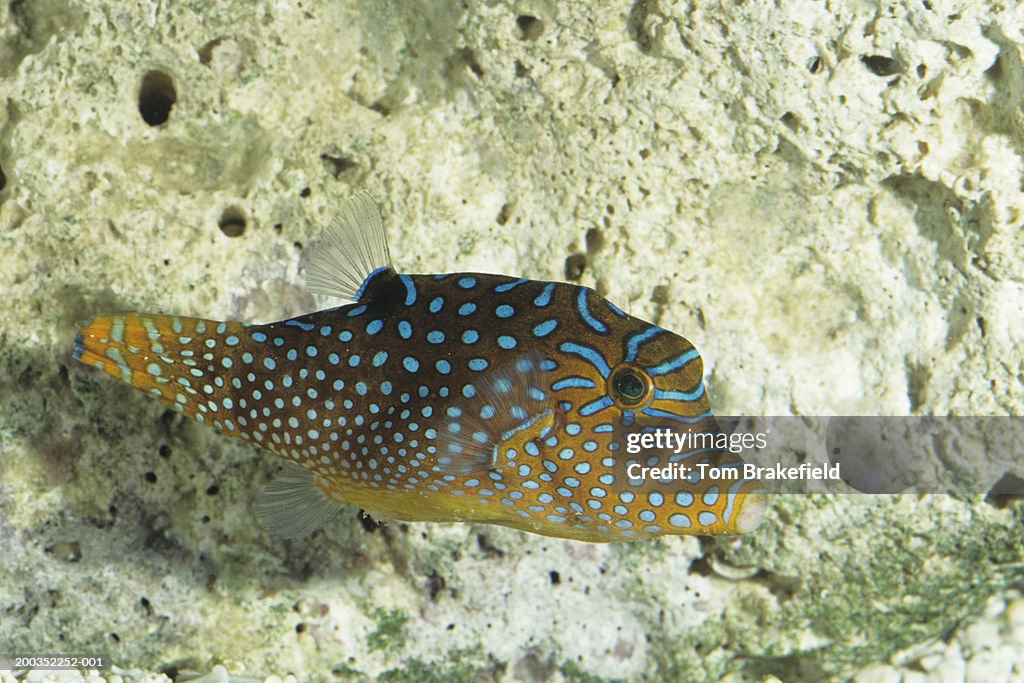 Fiji spotted puffer, Canthigaster solandri margaritata, tropical reef fish, West Pacific