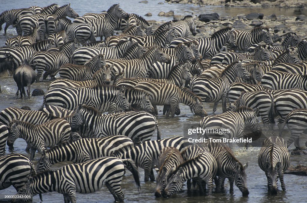 Burchell's zebras (Equus burchelli), Masai Mara, Kenya, Africa