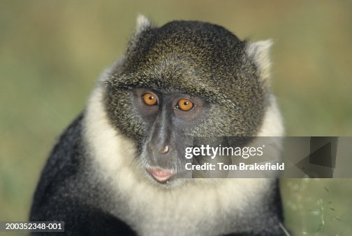 Blue Monkey High-Res Stock Photo - Getty Images