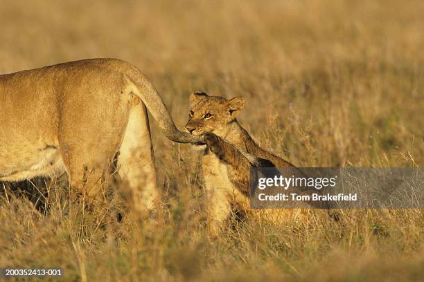 african lion (panthera leo) mother and cub playing, kenya, africa - lion cub stock-fotos und bilder