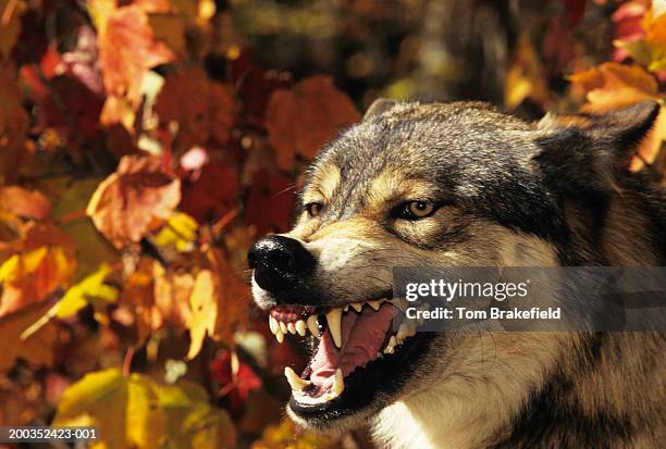 wolf (canis lupus) snarling, headshot, with autumn color, canada - snarling stock pictures, royalty-free photos & images