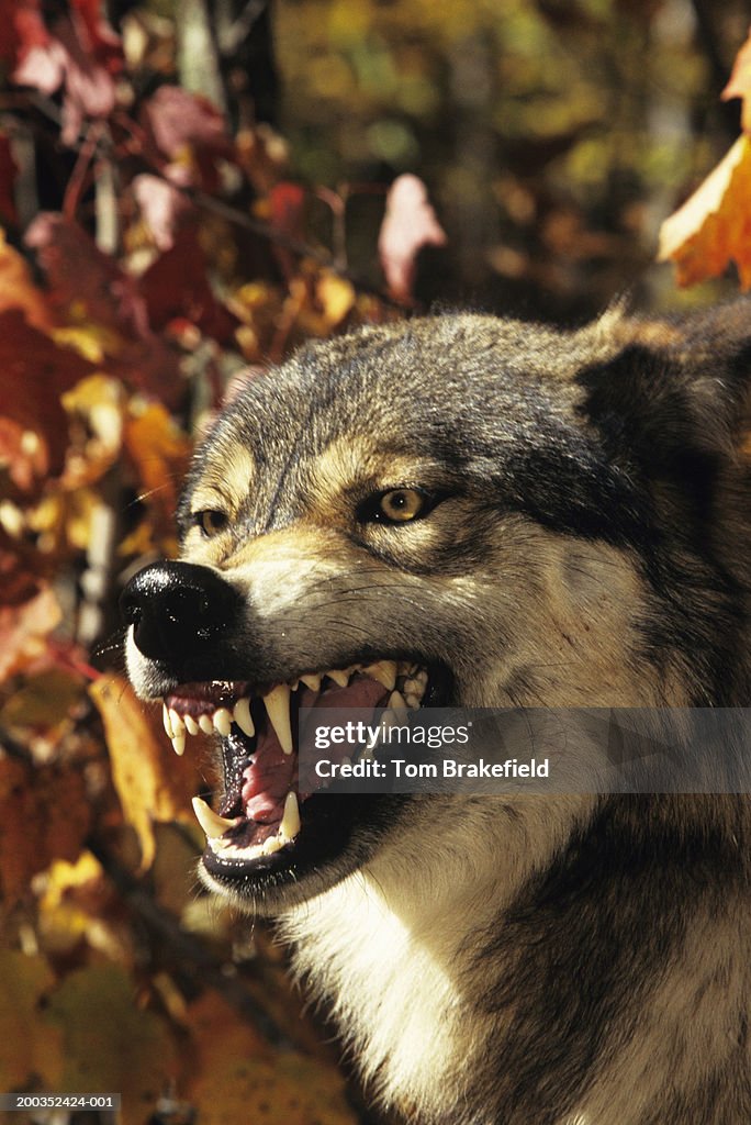 Wolf (Canis lupus) snarling, headshot, Canada