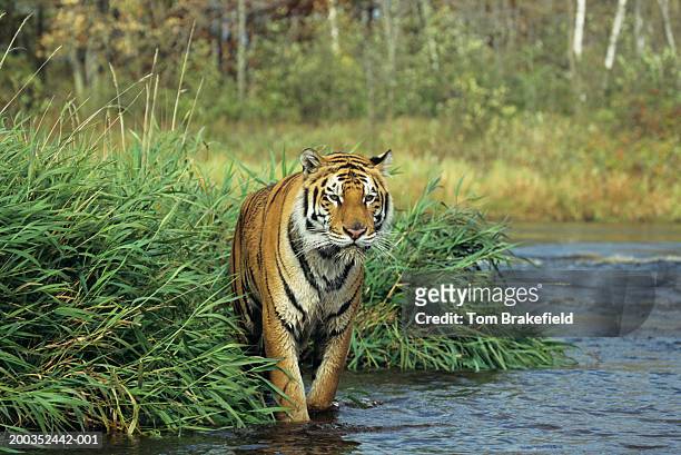 bengal tiger (panthera tigris tigris) at edge of river, india, nepal - nepal water stock pictures, royalty-free photos & images