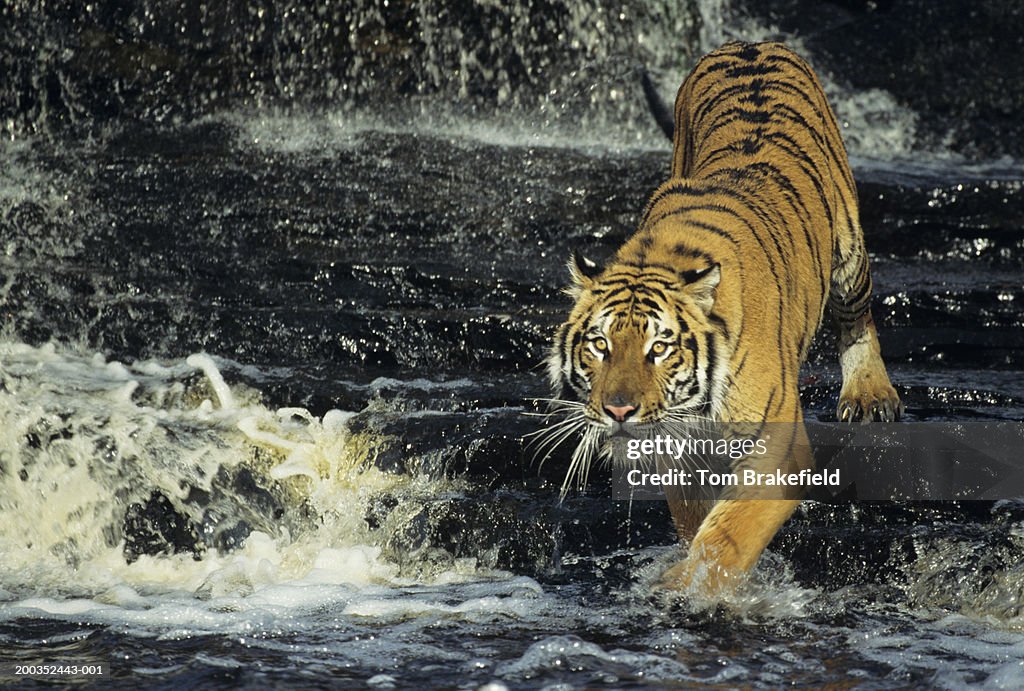 Bengal tiger (Panthera tigris tigris) running through water, India, Nepal