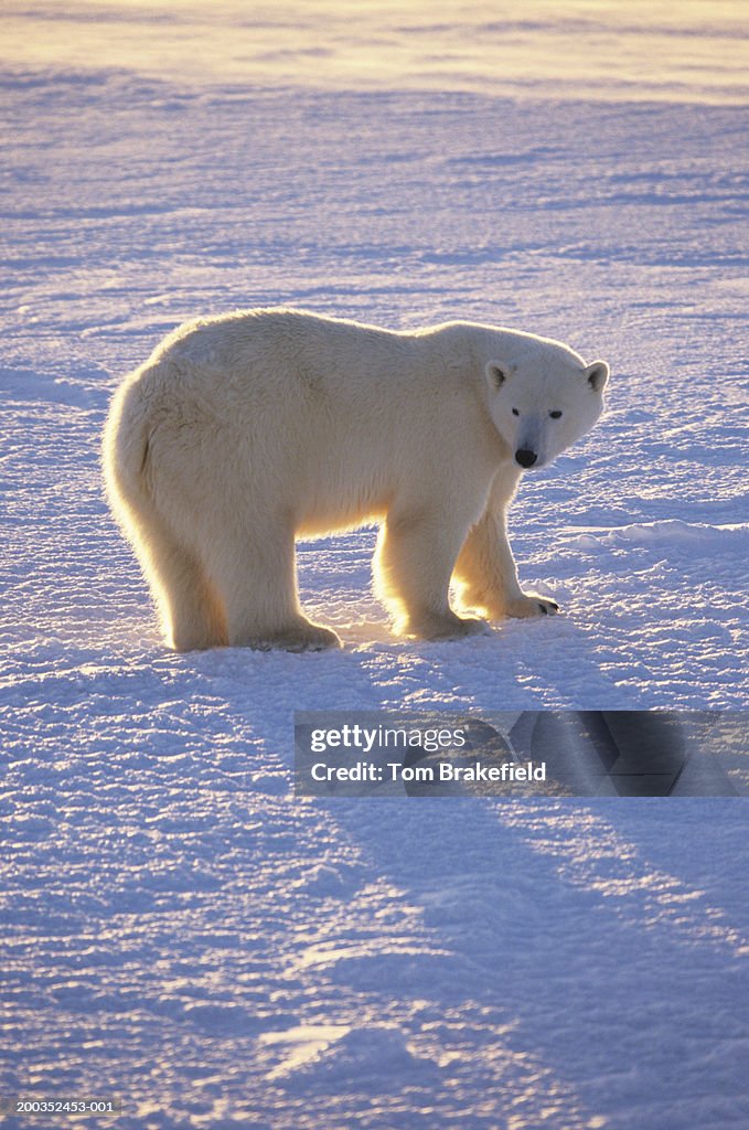 Polar bear (Ursus maritimus), Canada