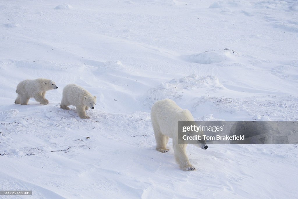 Polar bear (Ursus maritimus) mother with cubs, Canada