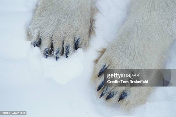 Polar bear (Ursus maritimus) feet, close-up, Canada