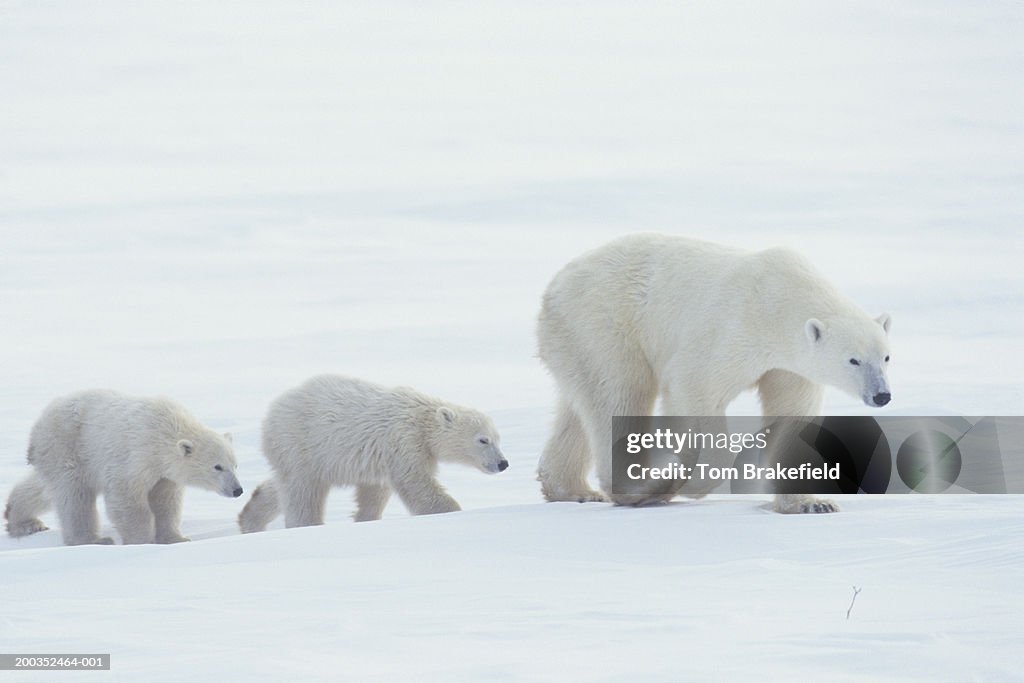 Polar bear (Ursus maritimus) walking with cubs, Canada