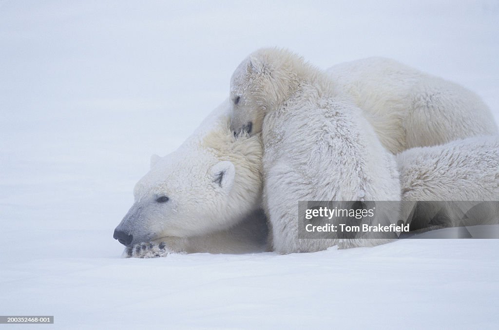 Polar bear (Ursus maritimus) mother with cubs, Canada