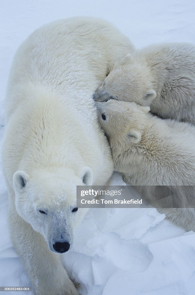 Polar bear (Ursus maritimus) mother with cubs, close-up, Canada